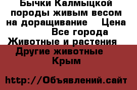 Бычки Калмыцкой породы живым весом на доращивание. › Цена ­ 135 - Все города Животные и растения » Другие животные   . Крым